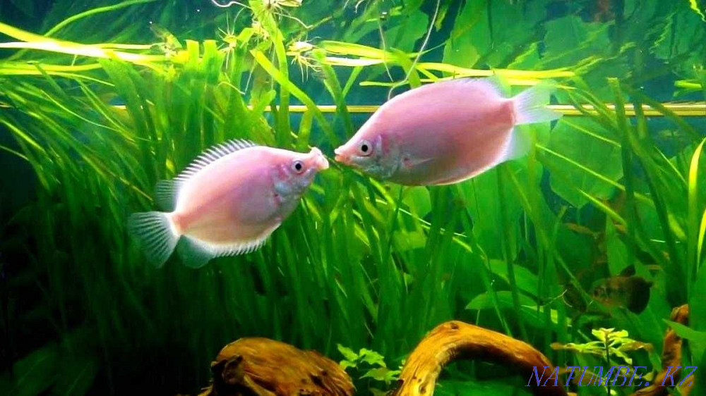 fish Gourami kissing balloon in the pet store "LIVOY WORLD" Almaty - photo 2