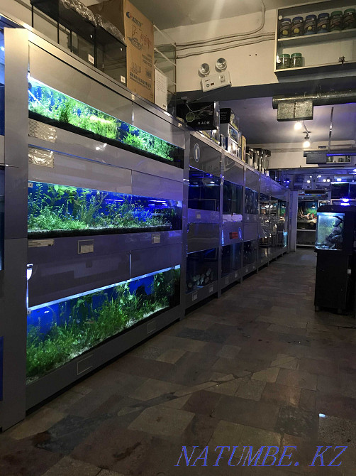 fish Gourami kissing balloon in the pet store "LIVOY WORLD" Almaty - photo 7