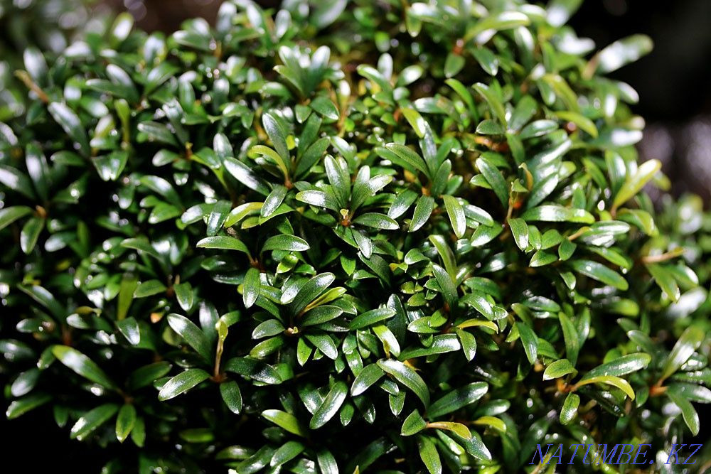 Бликса для аквариумов в зоомагазине "ЖИВОЙ МИР" Алматы - изображение 5