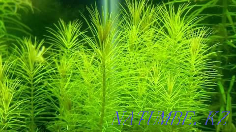 Бликса для аквариумов в зоомагазине "ЖИВОЙ МИР" Алматы - изображение 4