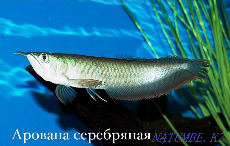 Гастромизон в зоомагазине "ЖИВОЙ МИР" Алматы - изображение 3