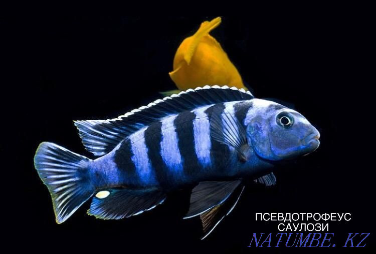 Гастромизон в зоомагазине "ЖИВОЙ МИР" Алматы - изображение 5