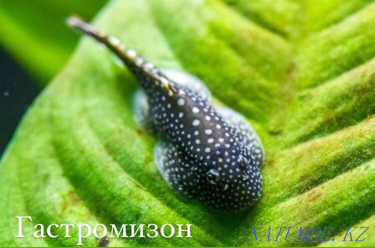 Гастромизон в зоомагазине "ЖИВОЙ МИР" Алматы - изображение 1