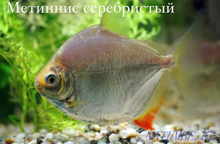 Гастромизон в зоомагазине "ЖИВОЙ МИР" Алматы - изображение 2