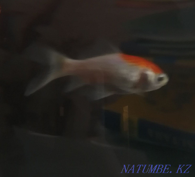 active goldfish Ekibastuz - photo 1