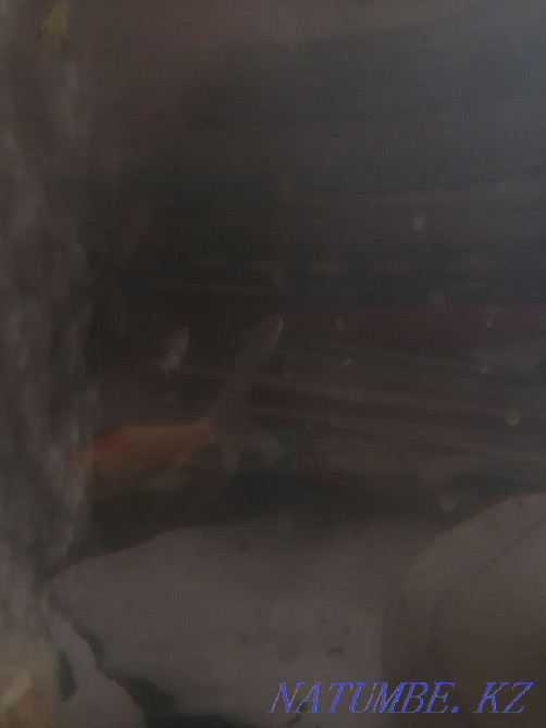 aquarium with fish and everything ready Ekibastuz - photo 4