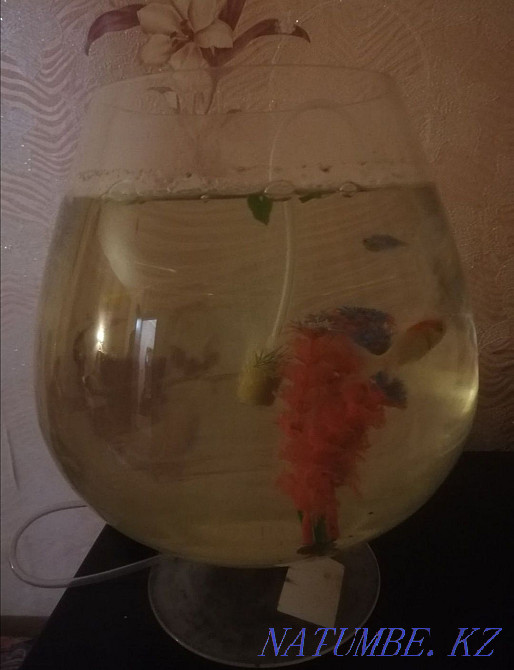 aquarium with fish and everything ready Ekibastuz - photo 3