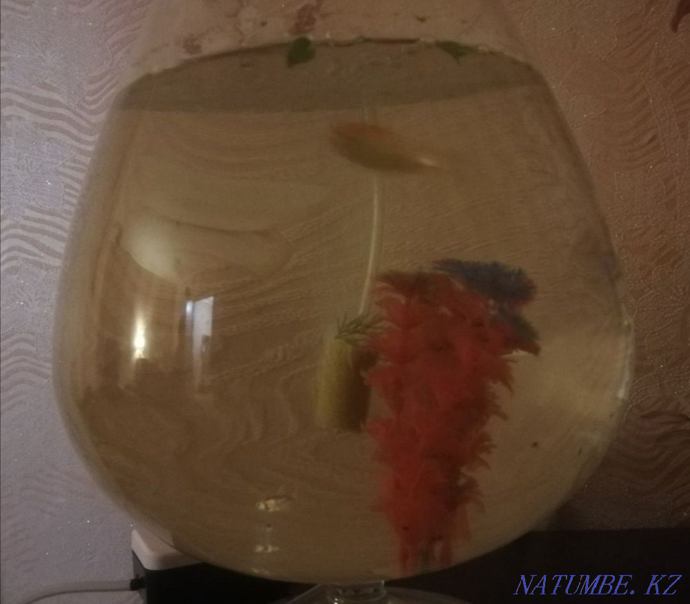 aquarium with fish and everything ready Ekibastuz - photo 2