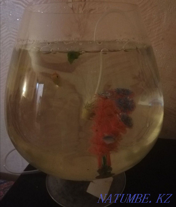 aquarium with fish and everything ready Ekibastuz - photo 1