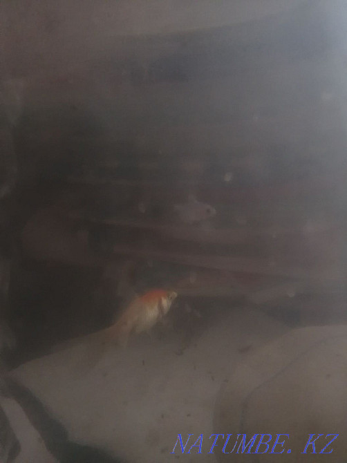 aquarium with fish and everything ready Ekibastuz - photo 5