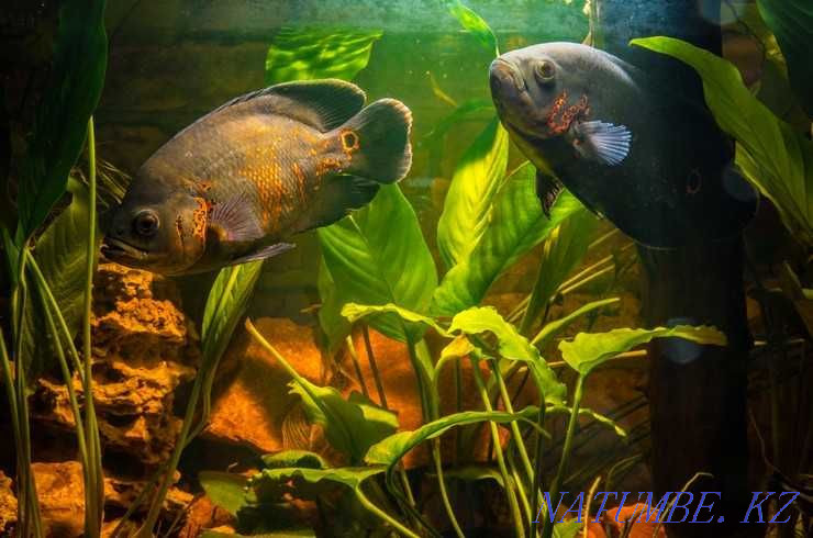 Аквариумные рыбки! Астронотус! Астана - изображение 1
