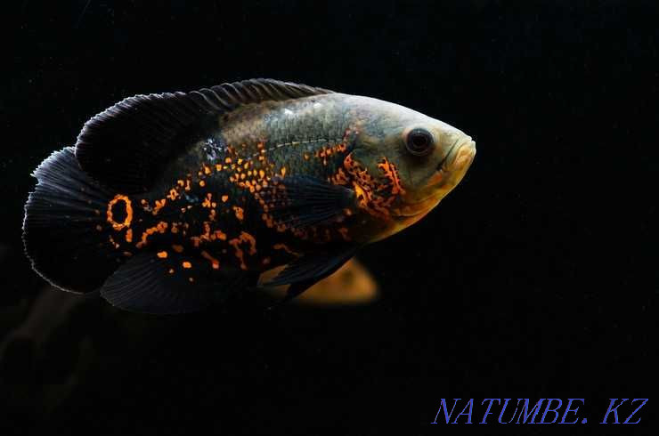 Аквариумные рыбки! Астронотус! Астана - изображение 2