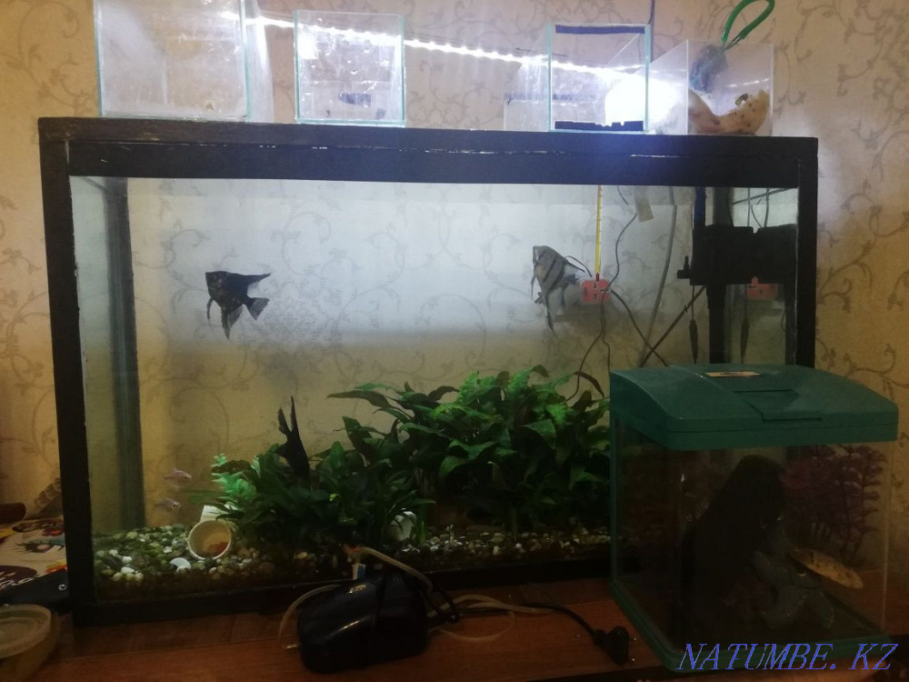 Aquarium balls? tarymen  - photo 3