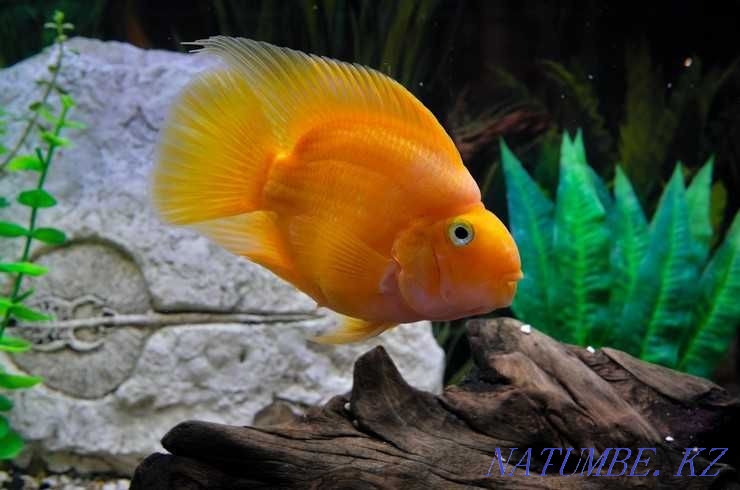 Аквариумные рыбки! Рыба попугай, попугай красный! Астана - изображение 1