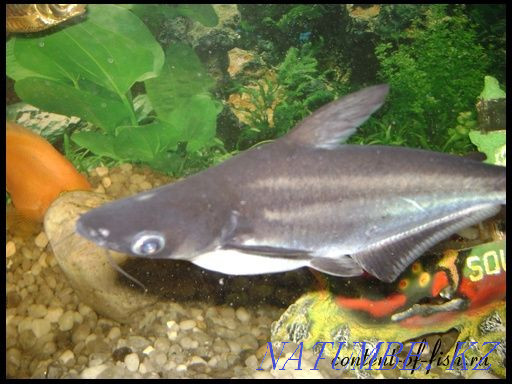 Продам аквариум . Темиртау - изображение 1