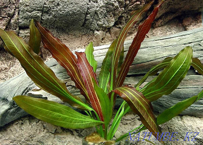 Аквариумные растения! Эхинодорус уругвайский! Астана - изображение 1