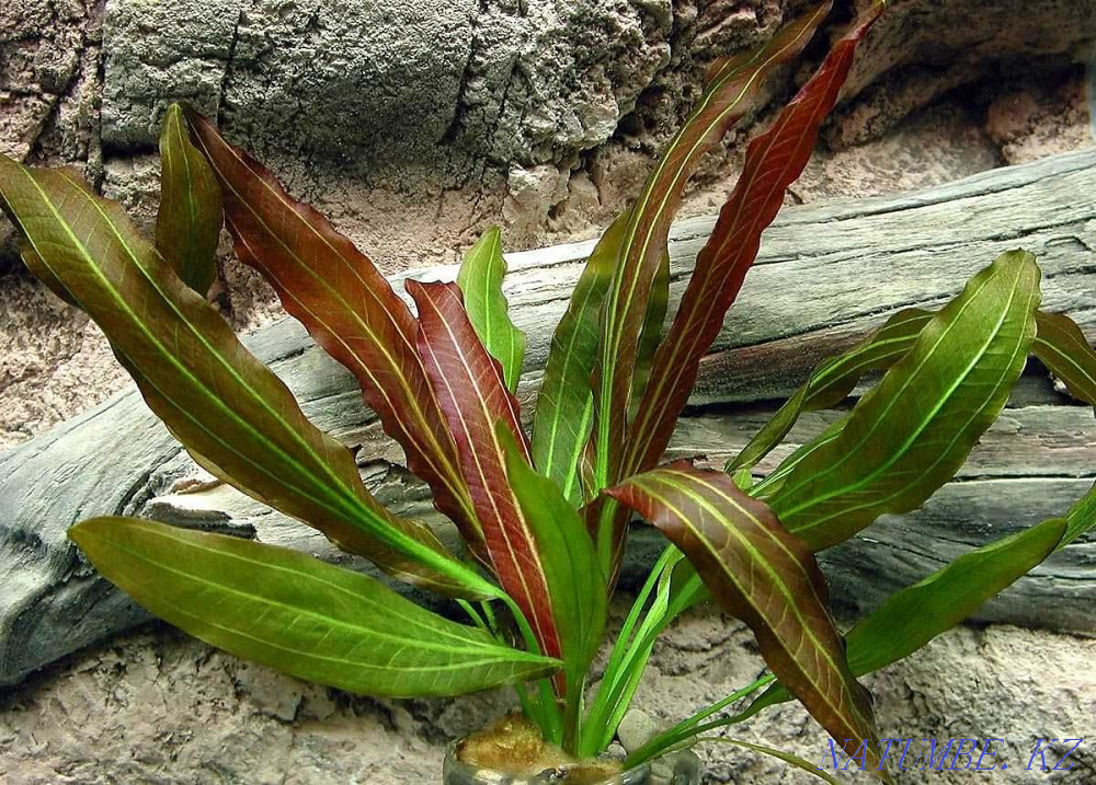 Аквариумные растения! Эхинодорус уругвайский! Астана - изображение 1