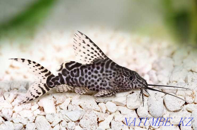 Aquarium fish! Synodontis catfish! Astana - photo 1