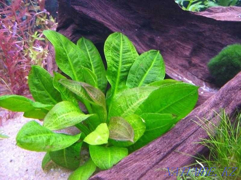 Аквариумные растения! Эхинодорус Тропика! Астана - изображение 1