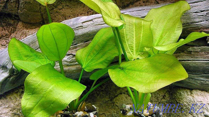 Аквариумные растения! Эхинодорус сердцелистный! Астана - изображение 1