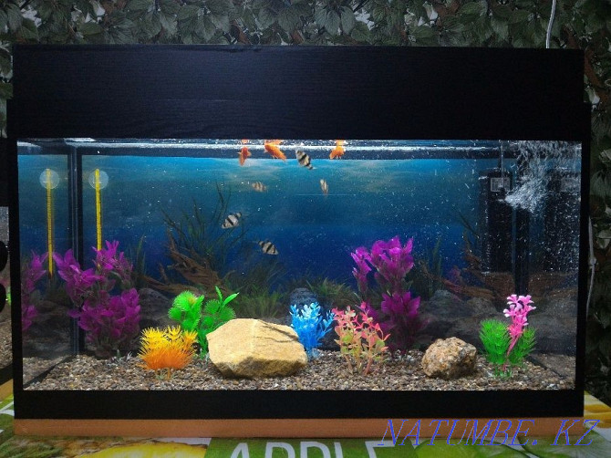 NEW Aquariums 24 48 69 l with fish and empty with lid and light Almaty - photo 2
