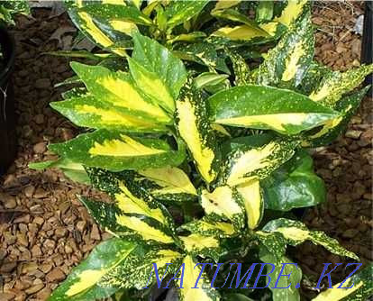 Аквариумные растения! Драцена вариегатус! Астана - изображение 1