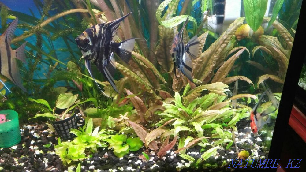 Cryptocarina green and brown Zhezqazghan - photo 1