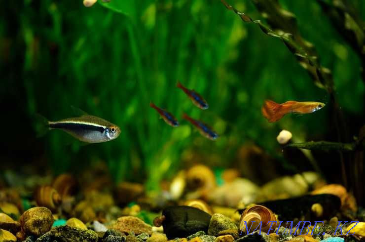 Продам аквариумных рыбок! Неон черный! Астана - изображение 2