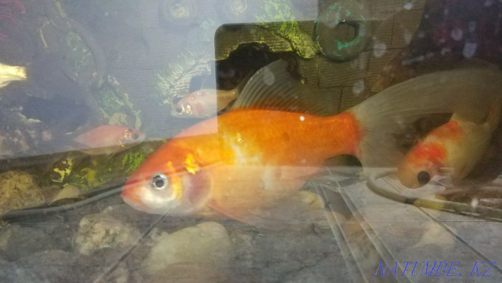 Aquarium 450 liters with comets Almaty - photo 5