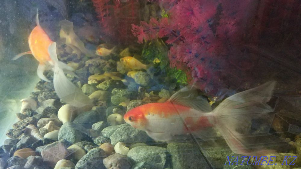 Aquarium 450 liters with comets Almaty - photo 6