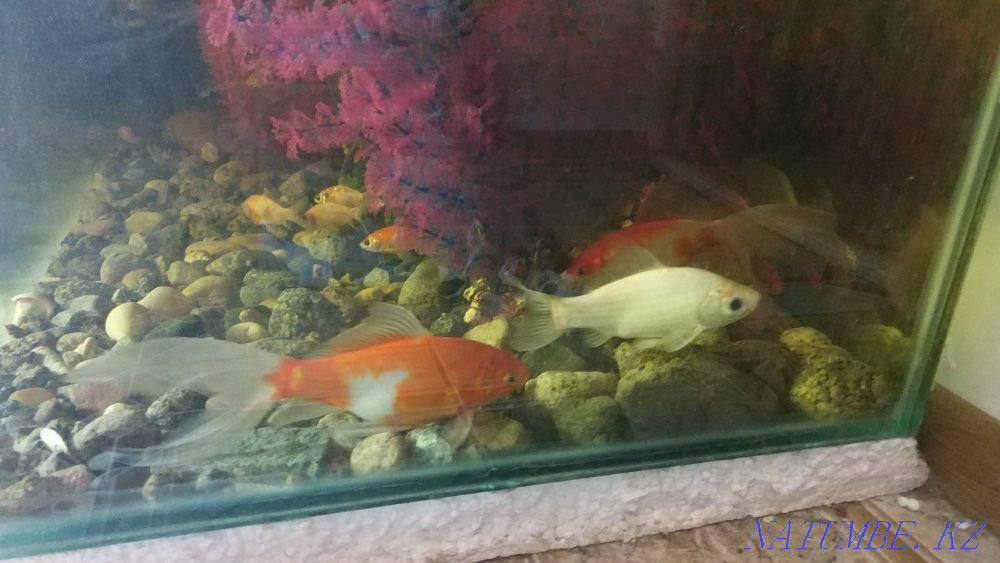 Aquarium 450 liters with comets Almaty - photo 8