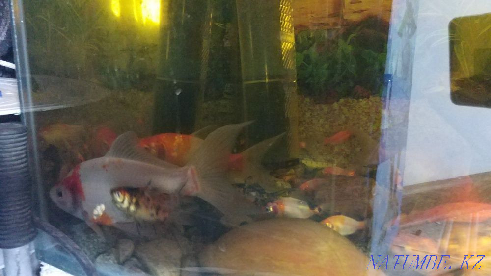 Aquarium 450 liters with comets Almaty - photo 4