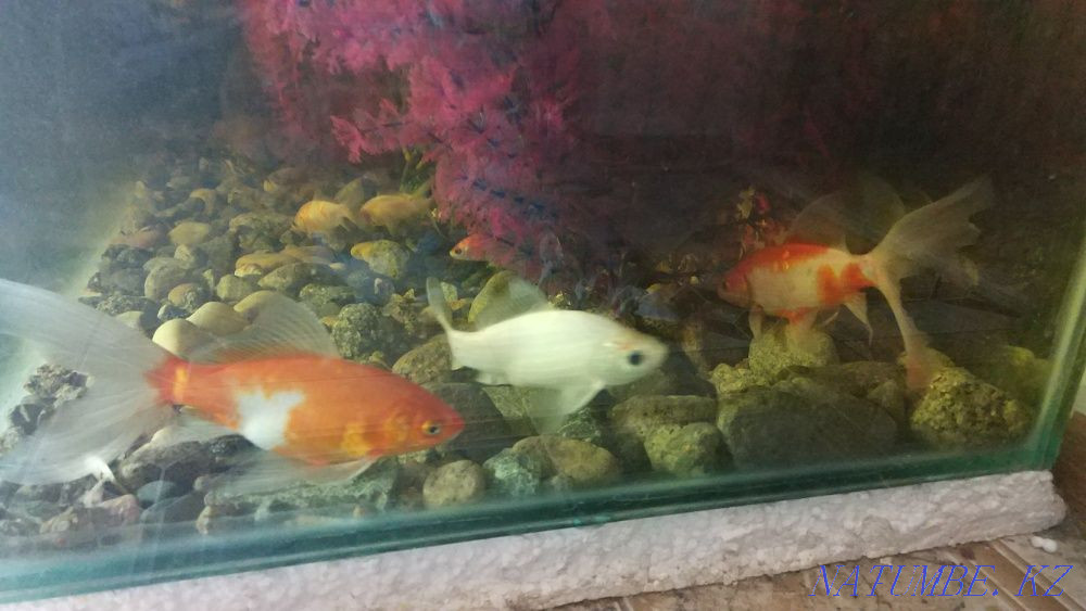 Aquarium 450 liters with comets Almaty - photo 7