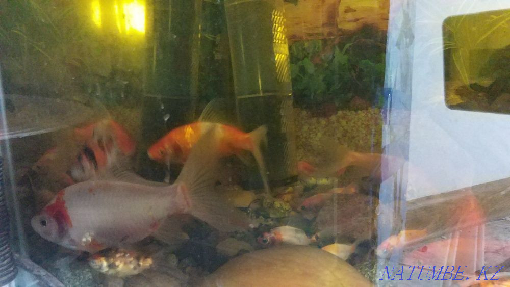 Aquarium 450 liters with comets Almaty - photo 3