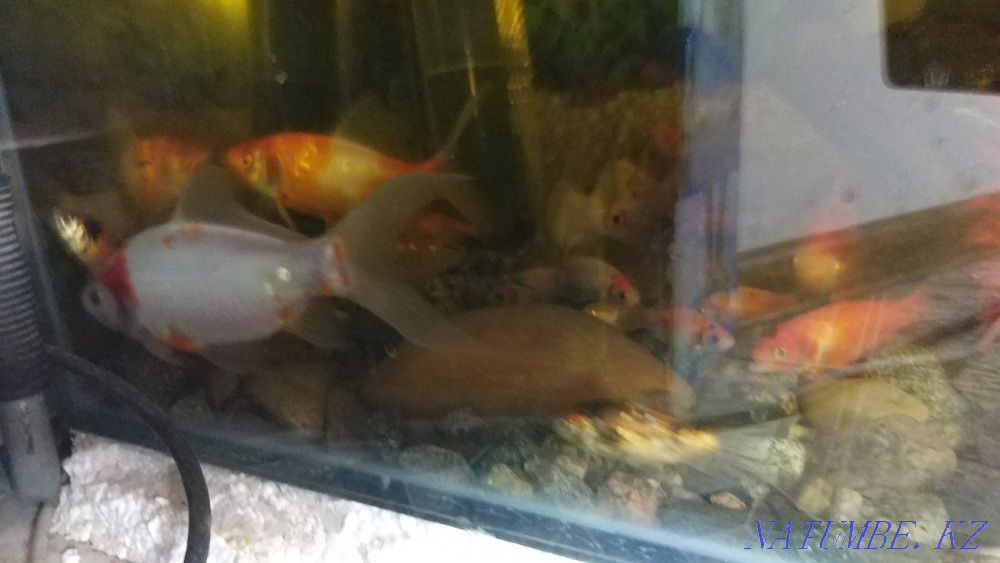 Aquarium 450 liters with comets Almaty - photo 2