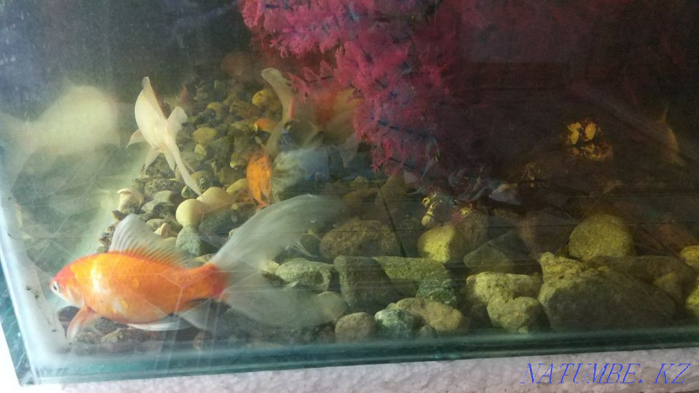 Aquarium 450 liters with comets Almaty - photo 1