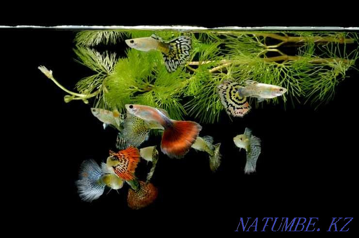 Продам аквариумных рыбок! Гуппи! Астана - изображение 1