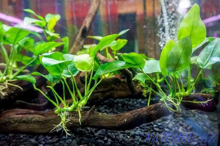 We sell aquarium plants! Anubias Bartera! Astana - photo 1