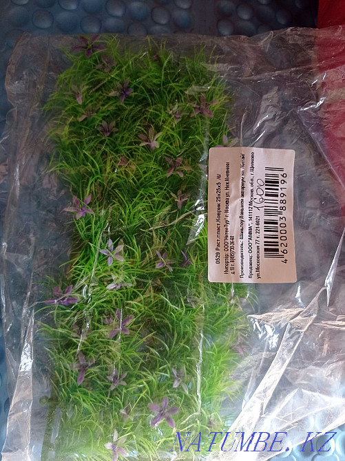 Травка для аквариума 500 тг Астана - изображение 2
