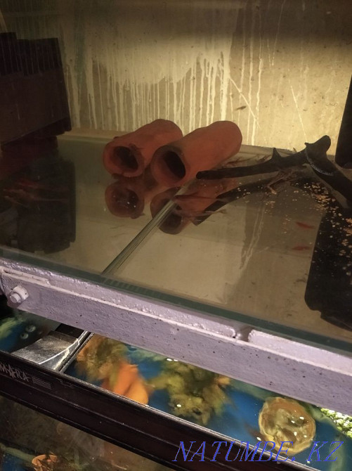 Продам Акварюмы с рыбками Алматы - изображение 3