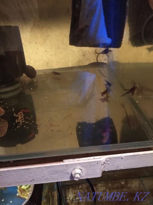 Продам Акварюмы с рыбками Алматы - изображение 2