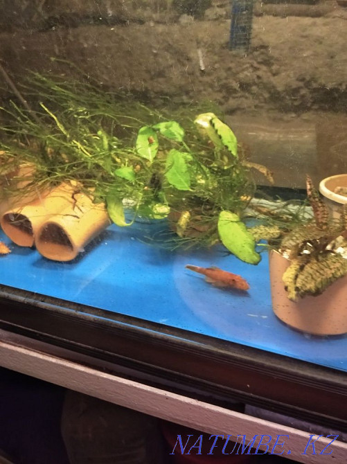 Продам Акварюмы с рыбками Алматы - изображение 4