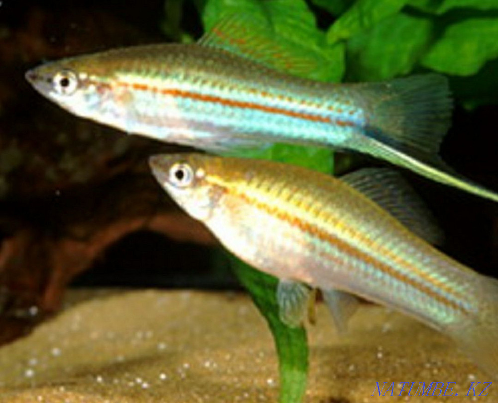 Swordsmen green malki Aqtau - photo 2