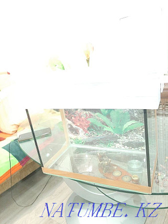 18л аквариум сатамын.  Қаскелең  - изображение 3