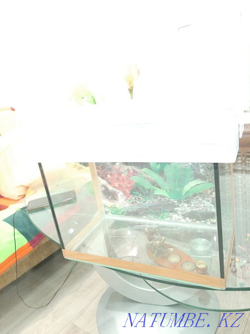 18l aquarium for sale Qaskeleng - photo 3