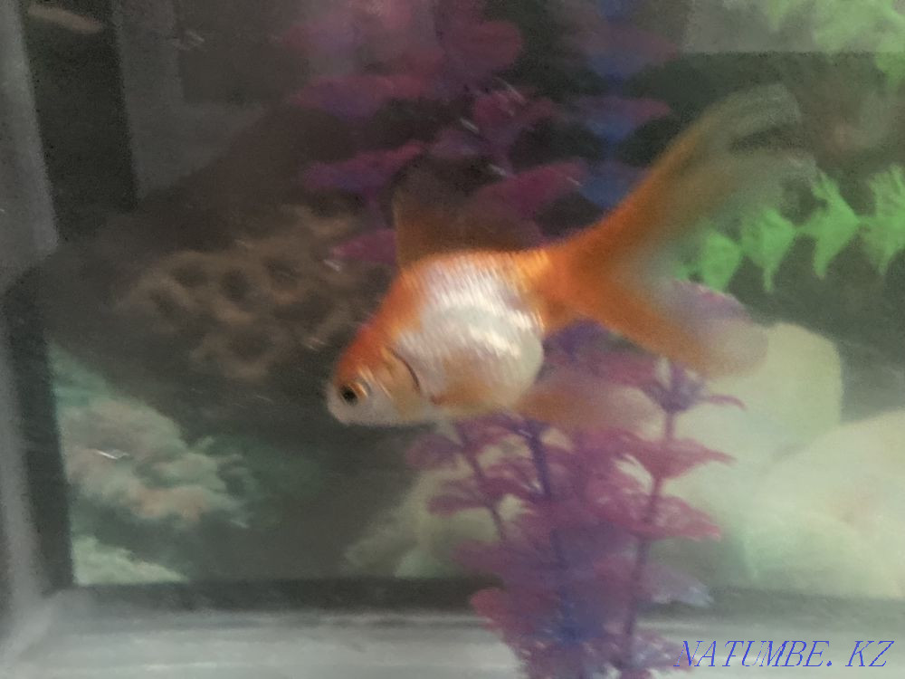 Aquarium altyn bally?pen Aqtau - photo 1