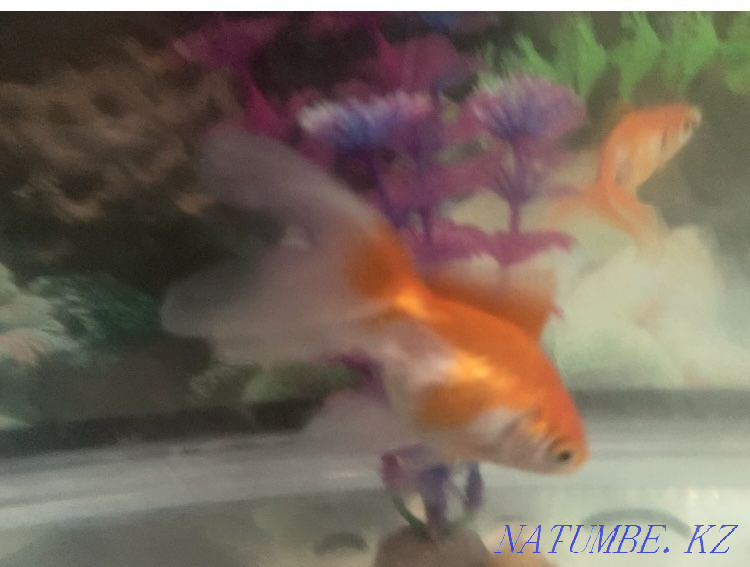 Aquarium altyn bally?pen Aqtau - photo 4