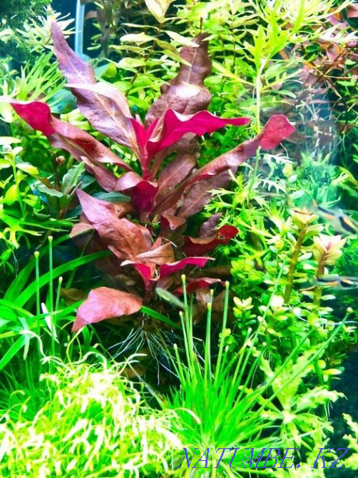 Alternantera aquarium plant Karagandy - photo 2