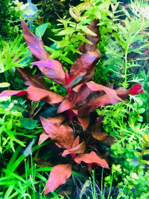 Alternantera aquarium plant Karagandy - photo 1