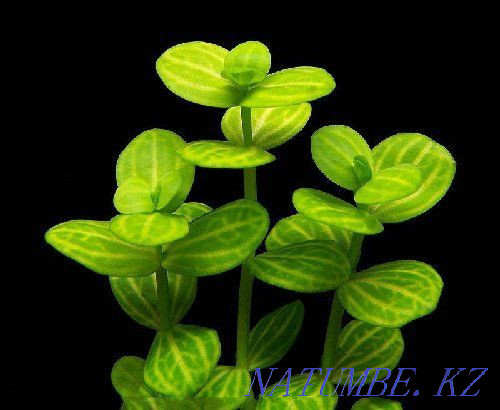 Lindernia rotundifolia  Қарағанды - изображение 1